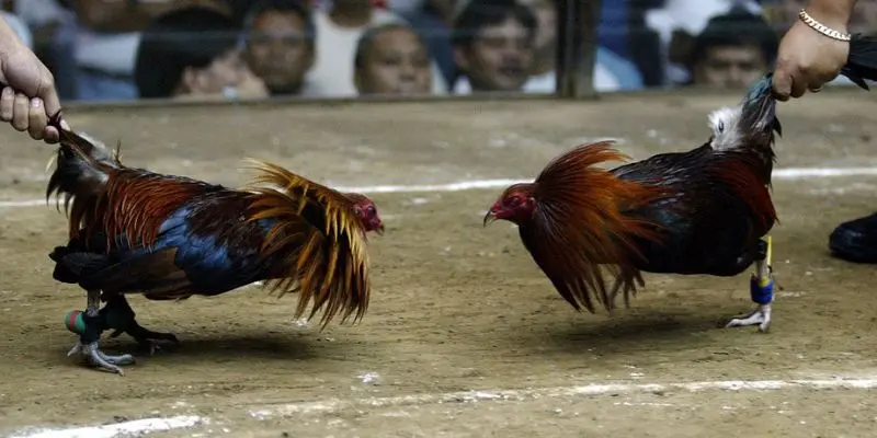 Đá gà mộc bài