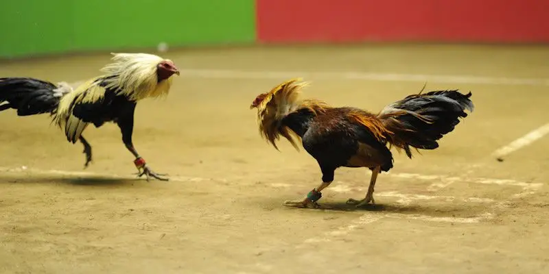 Sơ lược về đá gà Mộc Bài