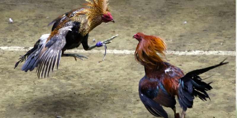 Sơ lược về đá gà ăn tiền Campuchia