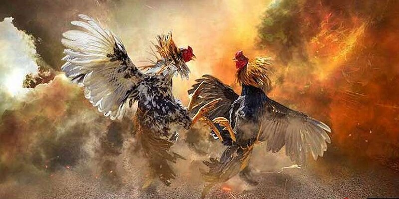 Tìm hiểu sơ lược về đá gà trực tuyến