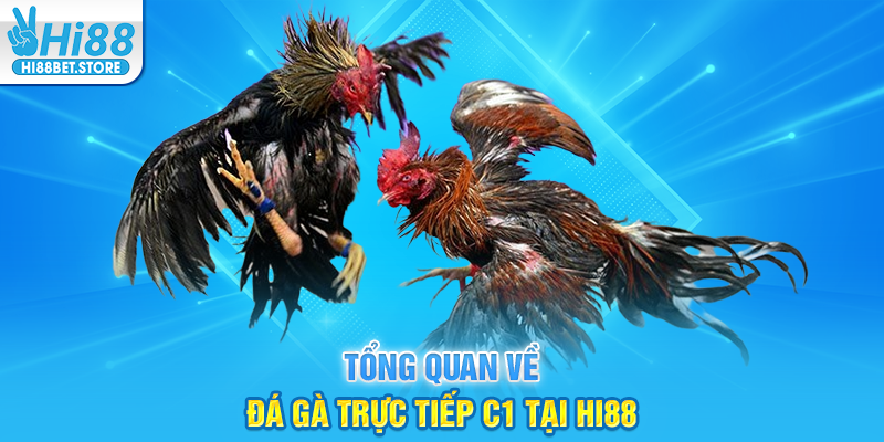 Tổng Quan Về Đá Gà Trực Tiếp C1 Tại Hi88